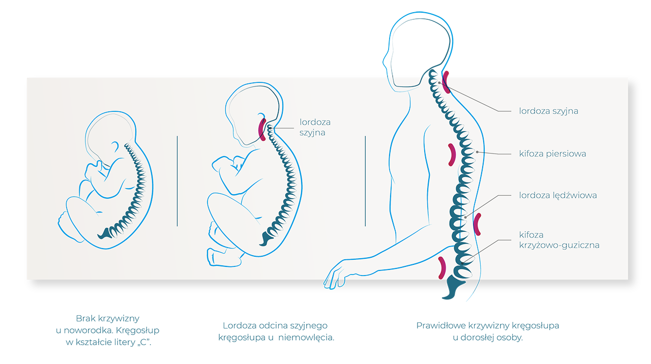 Lordoza szyjna, kifoza piersiowa, lordoza lędźwiowa, kifoza krzyżowo-guziczna, budowa kręgosłupa, ułożenie kręgosłupa, schemat kręgosłupa, kręgosłup noworodka, kręgosłup dziecka, kręgosłup płodu, kręgosłup człowieka
