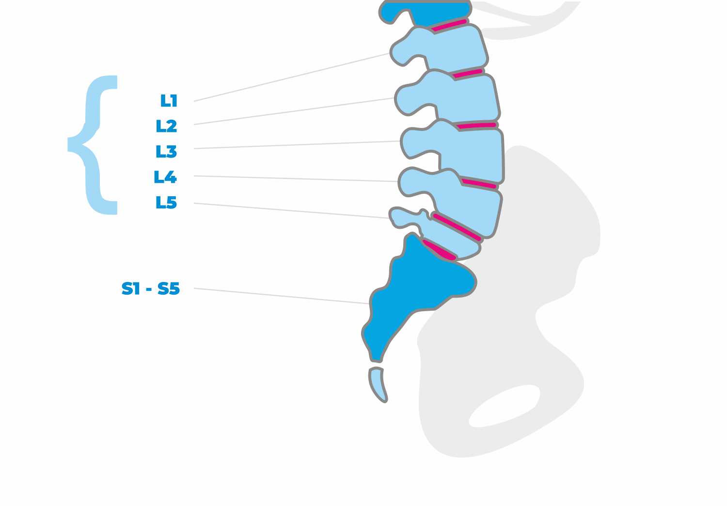 Objaw prostowania kończyny dolnej, kręgosłup, budowa kręgosłupa