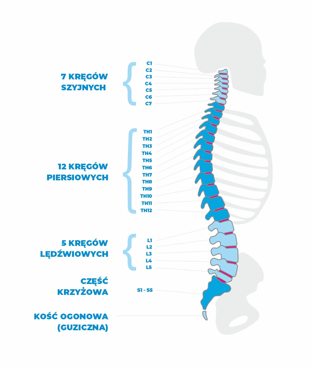 Dyskopatia, odcinki kręgosłupa, segmenty kręgosłupa, odcinek szyjny, odcinek piersiowy, odcinek lędźwiowy