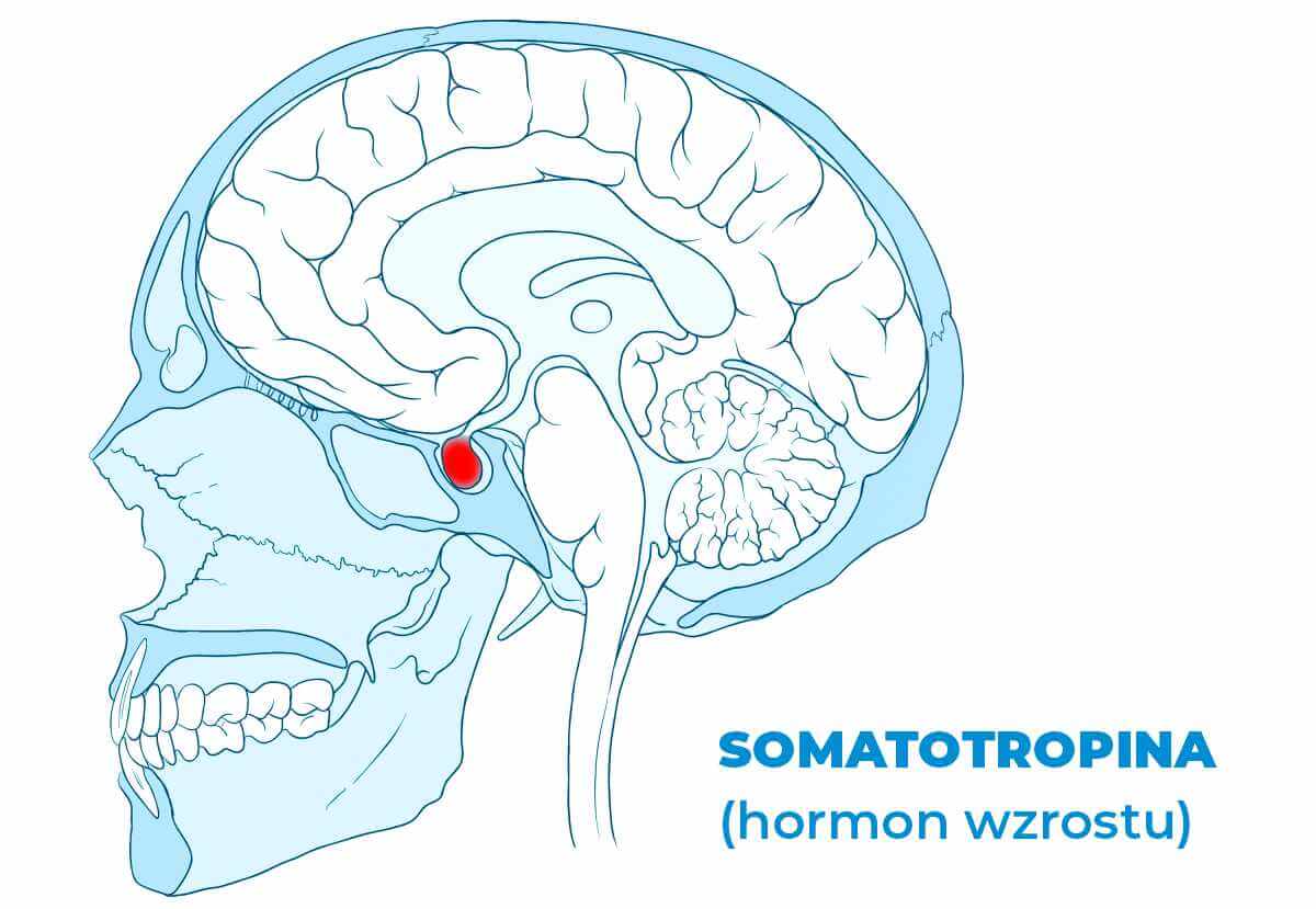 Somatotropina, GH, hormon wzrostu, jak urosnąć, zahamowanie wzrostu, zespół Turnera, gigantyzm