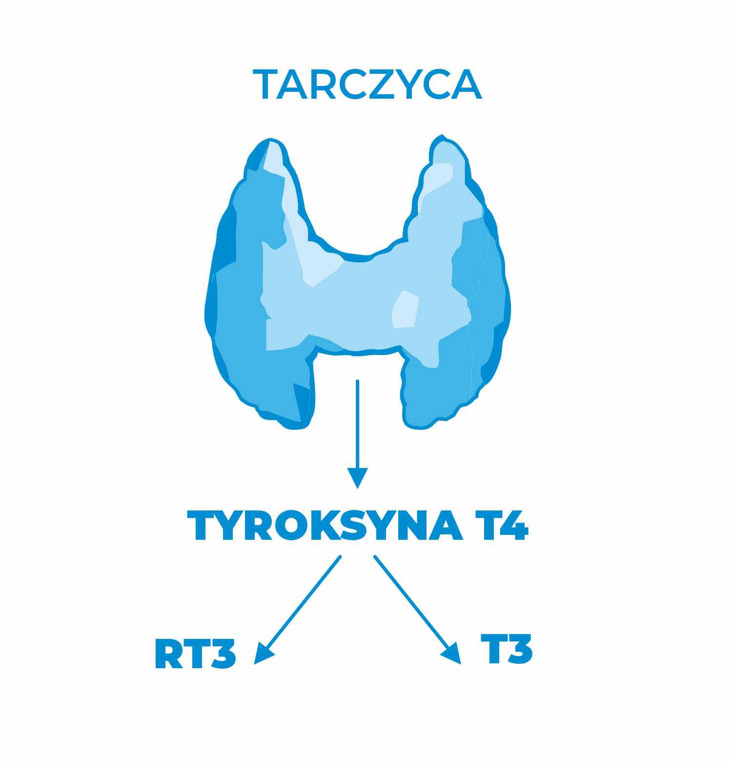 Tyroksyna, T4, FT4, niedoczynność tarczycy, nadczynność tarczycy, Hashimoto